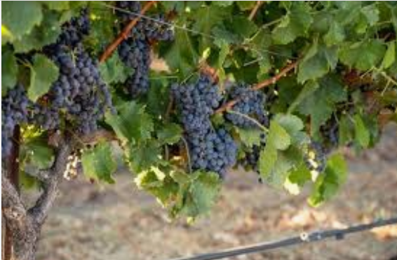 Mental and Spiritual Health&nbsp;Transformation